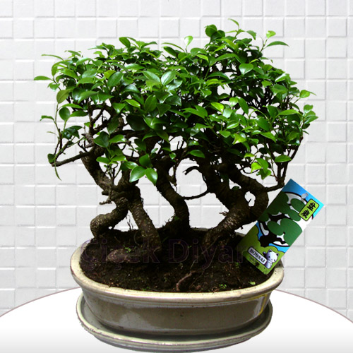 5 li Ficus Bonsai